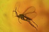 Fossil Fly Swarm (Diptera) In Baltic Amber #72236-4